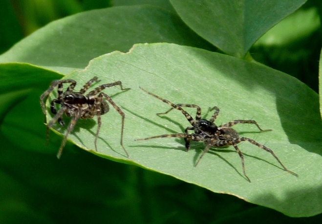 Maschi di Lycosidae?